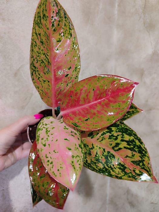 Аглаонемы разных сортов