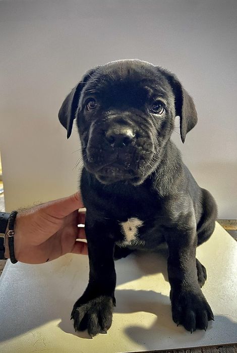 Продавам бебета Кане Корсо