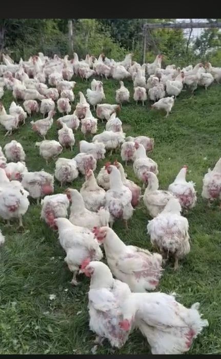 Vand gaini albe de carne