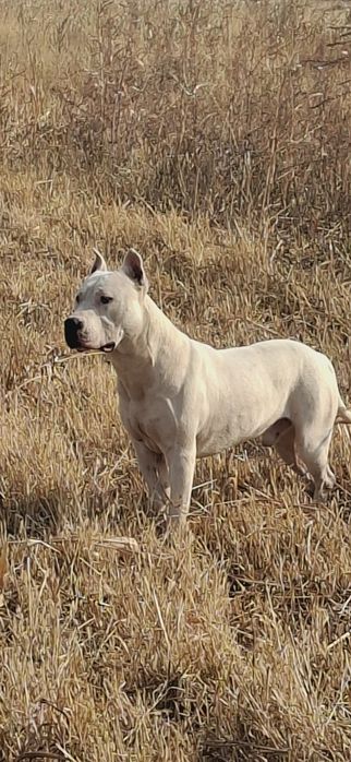 Vyazka uchun Amerkanskiy Pit bull