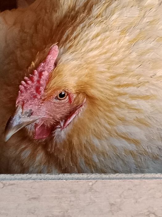 Домашние курочки