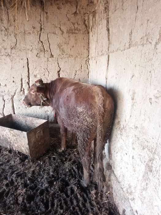 xokiz sotladi 25 milyon