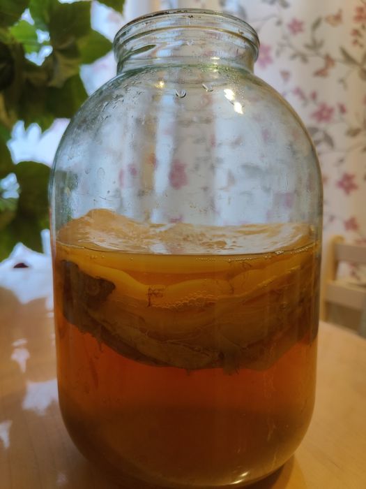 Продам чайный гриб