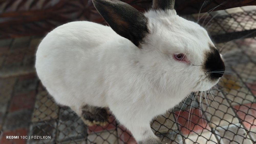 Qyuon kalif/ калифорнийские кролики