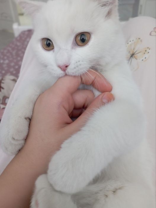 Вязка кота порода Манчкин