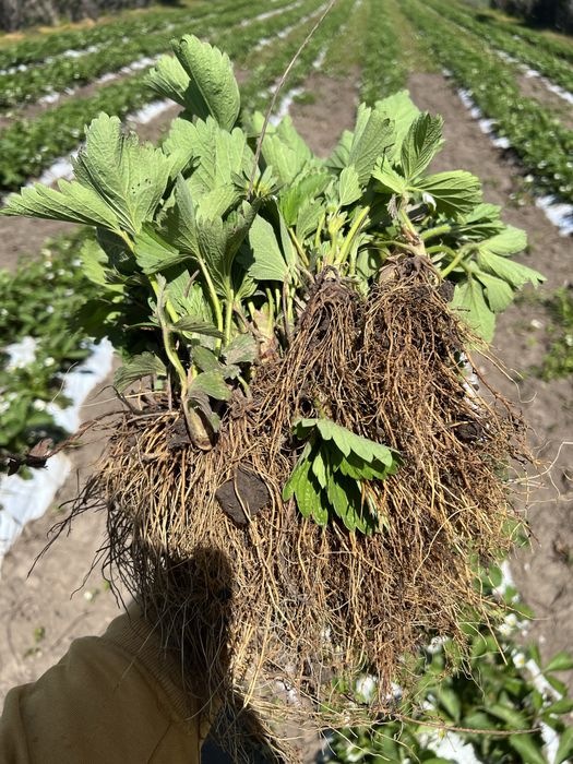 Stoloni de căpșuni - uniferi