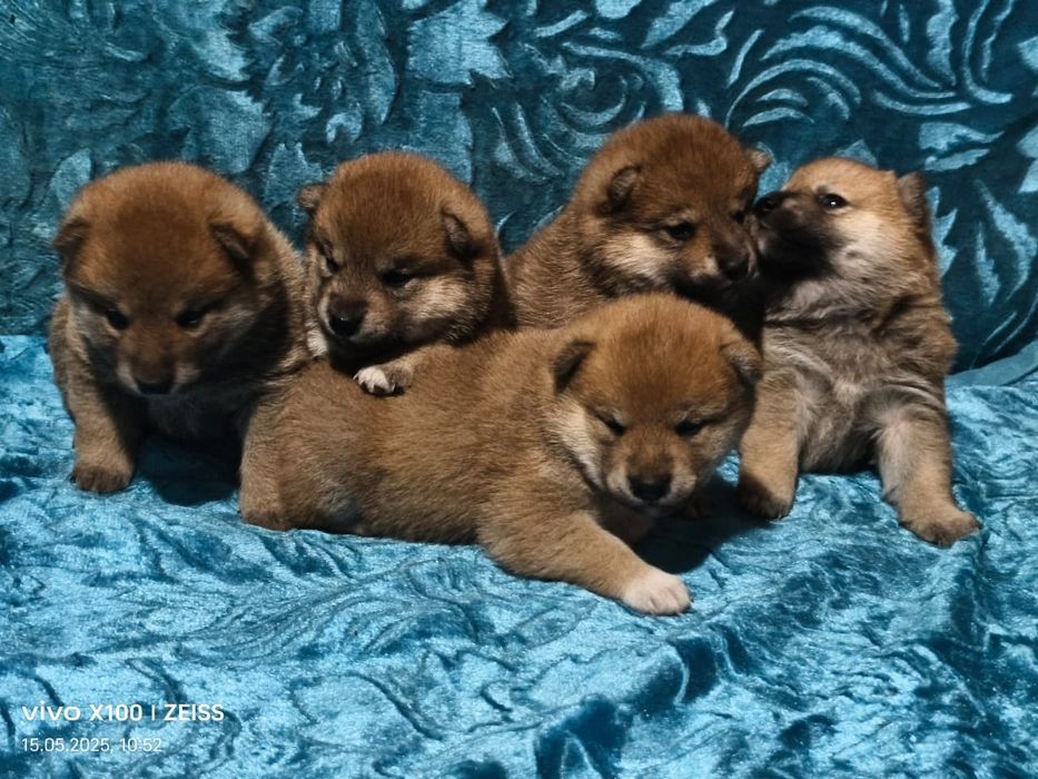 Продам щенков сиба ину