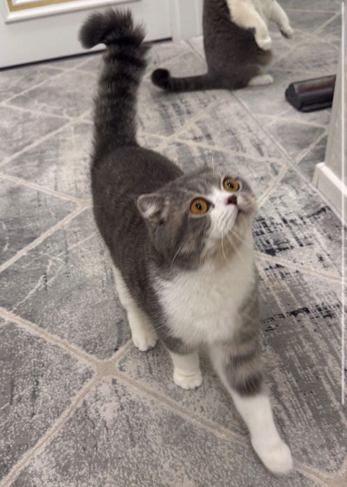 Scottish Fold