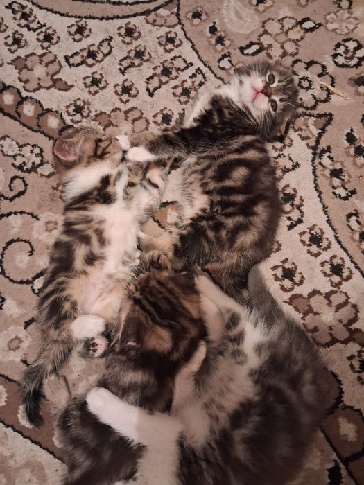 Котята шотландский веслоухие