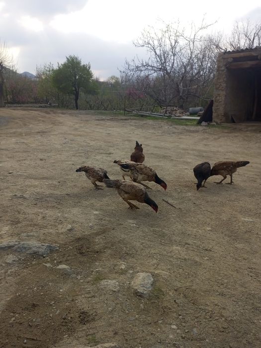 Dakan tovuqlar sotiladi tuxumda hamasi