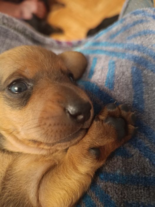 Продаю щенков таксы