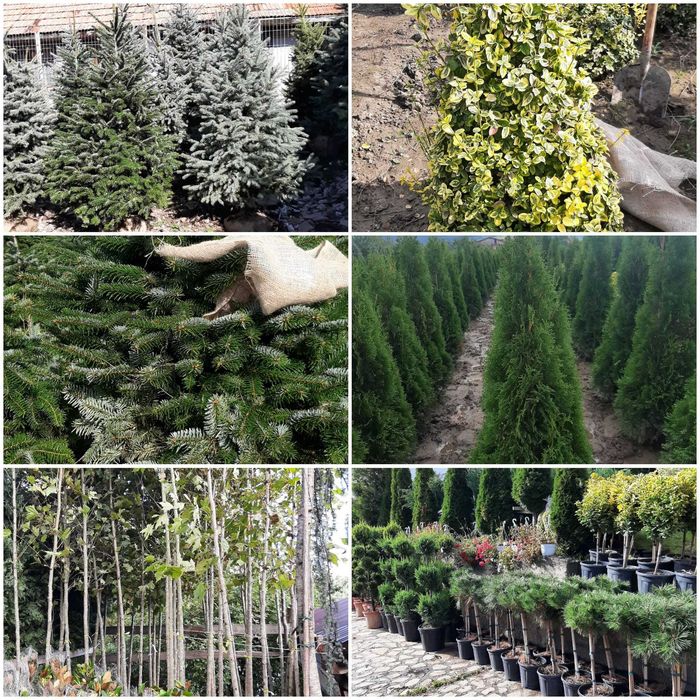 Mesteacăn, Tuia, Platan, Paltin, Magnolie, Brazi