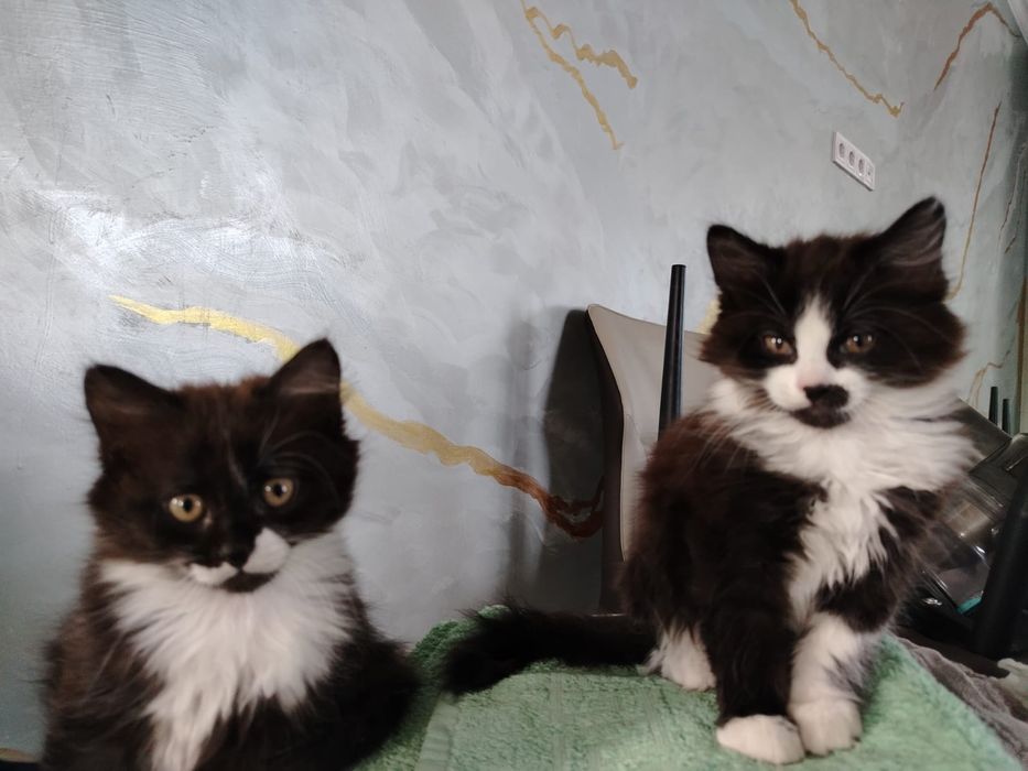 Продам котят красивые игривые