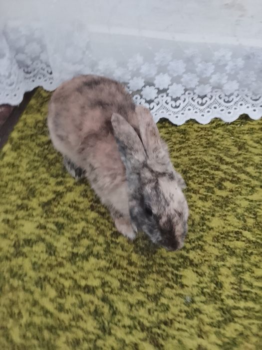 Продам декоративных самцов