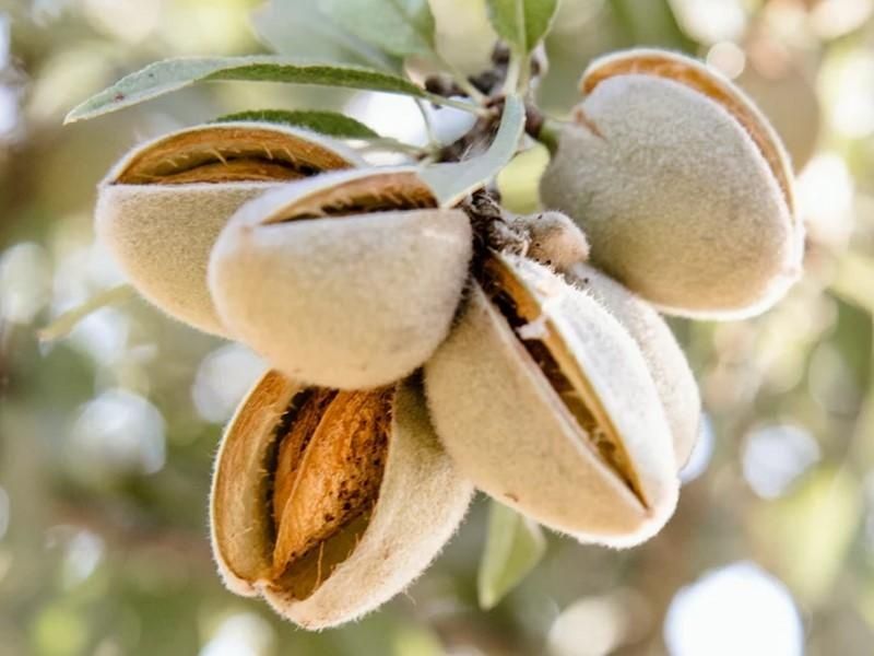 Pomi Fructiferi Deosebiți (Migdal )