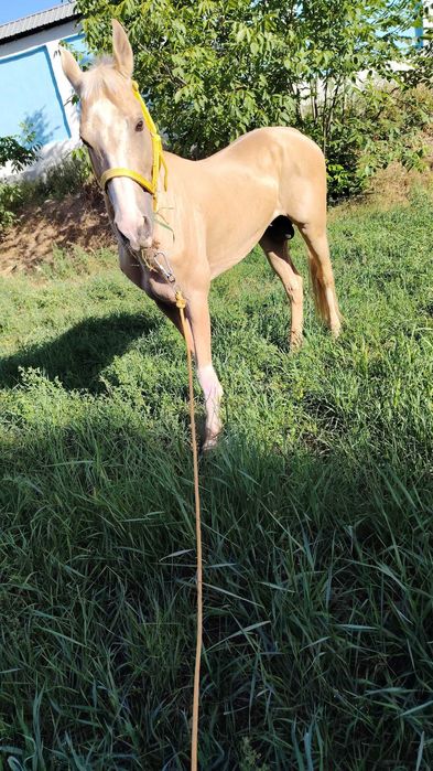 Otlar sotiladi Принц, Газир, Гелди Батыр, Пакистан Едгор Той Карнелиус