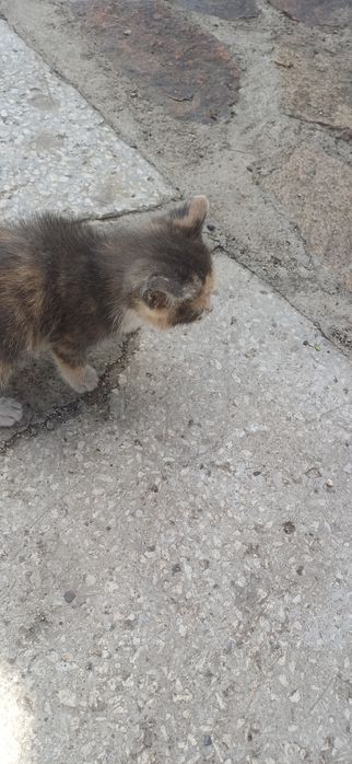 Отдам котят в хорошие руки