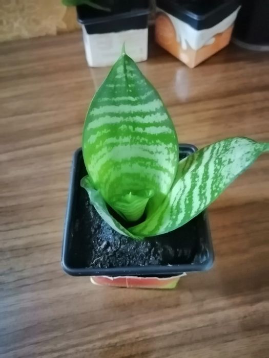 Продам щучий хвост