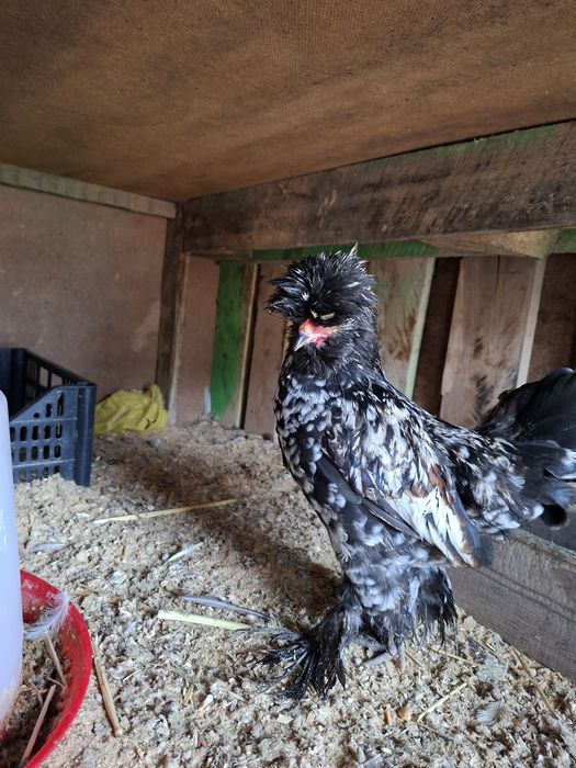 Kariski yaponcha xuroz sotiladi