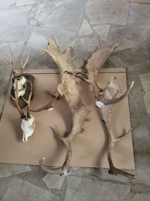 Продавам рога от срандак и лопатар