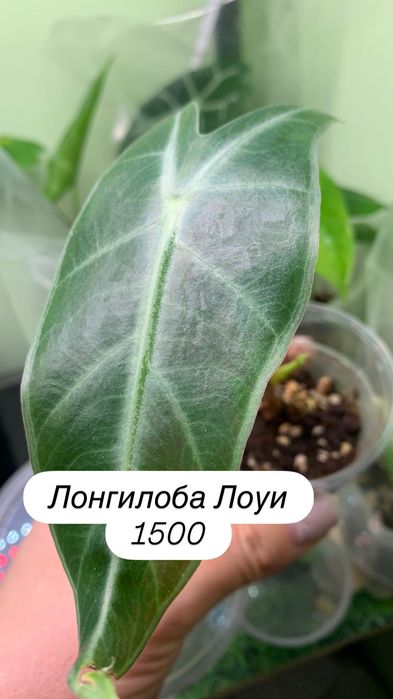 Детки алоказий разные.