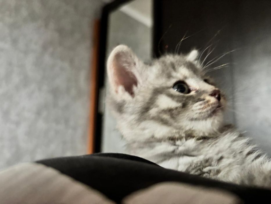 Котейка ищет дом