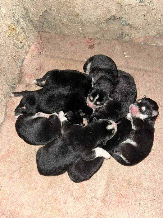 Sibirski haski ili xaski