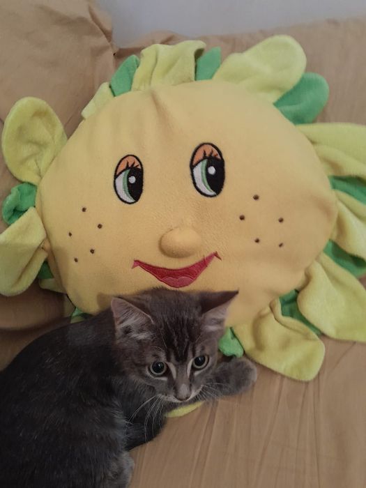 Котенок мальчик бесплатно