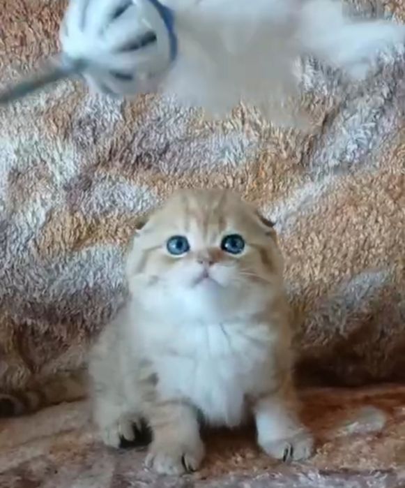 Продаются чистокровные шиншиллы