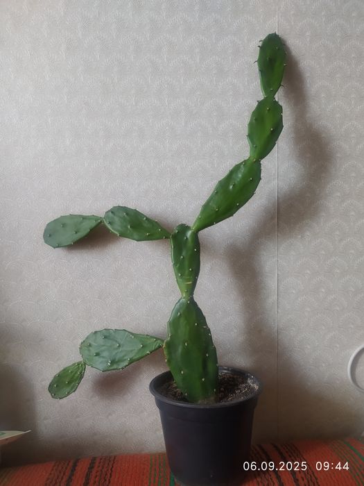 Кактусик  Опунция