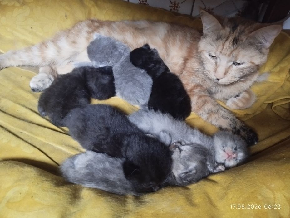 Продаются котята