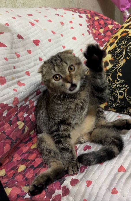 Scottish Fold mushuk