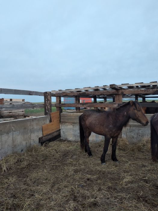 2 ат, 5 дөнен, 3 құнан