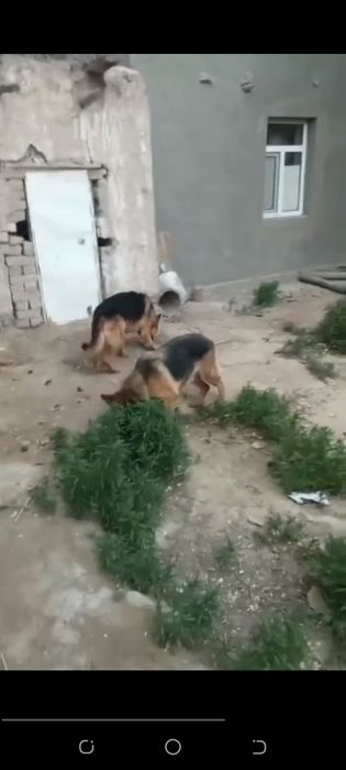 Немецкий овчарка нокисте