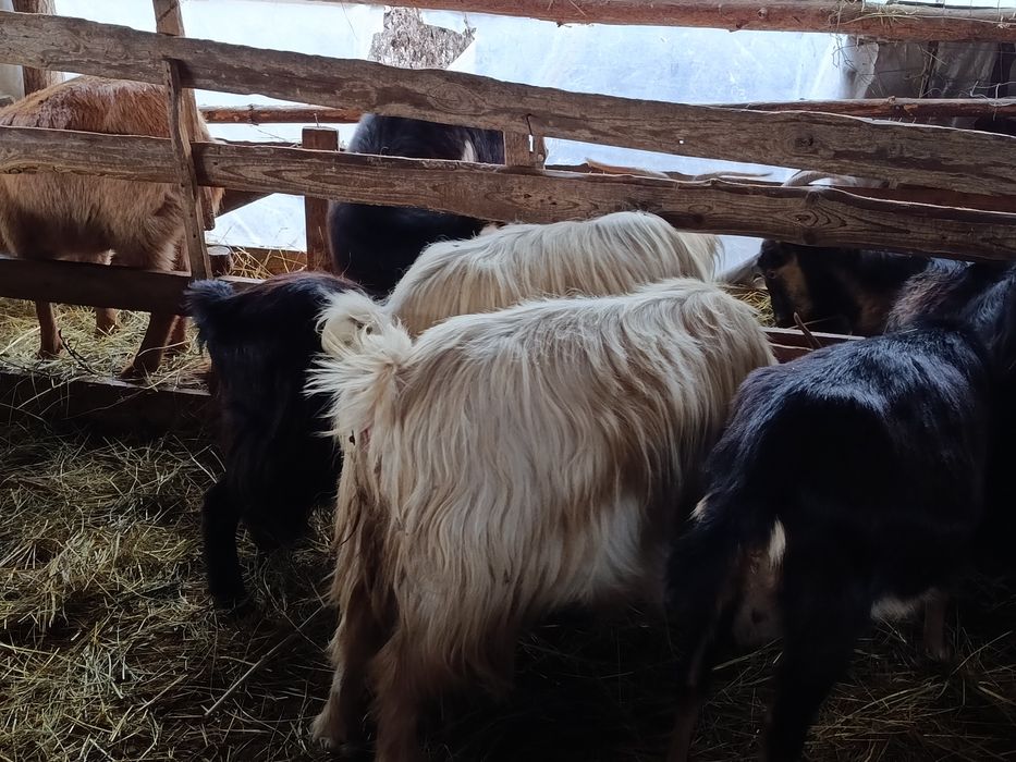 Vând 6 capre tinere