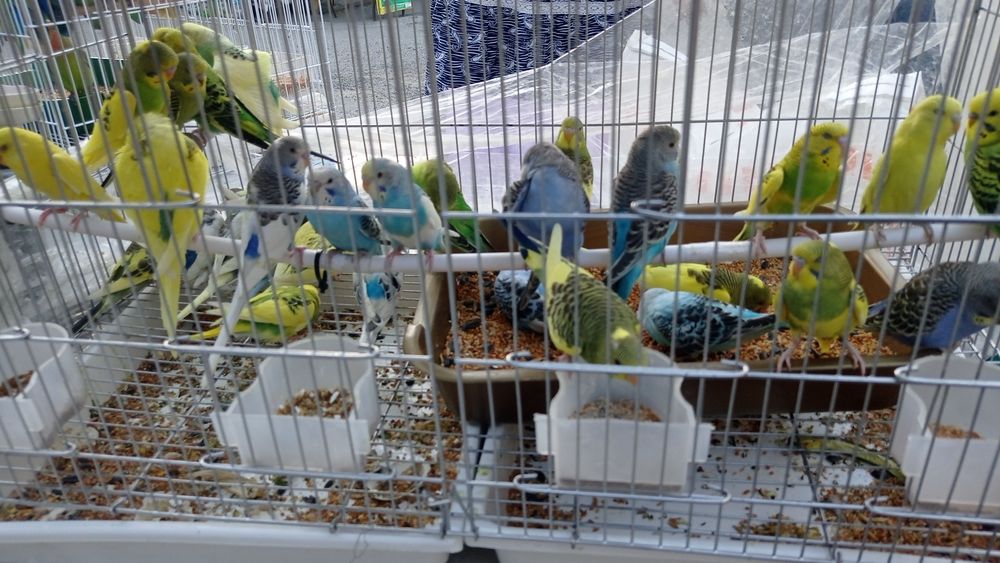 Акция попугай плюс клетка