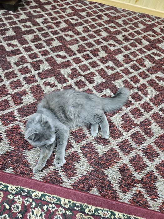 Nebulung Amerkanski zotdor mushuk judayam vafodor shirin mushuk