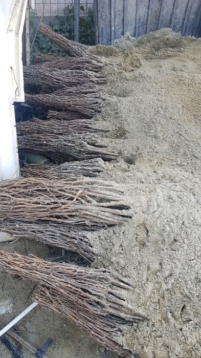 Producător de butași vita de vie și pomi fructiferi