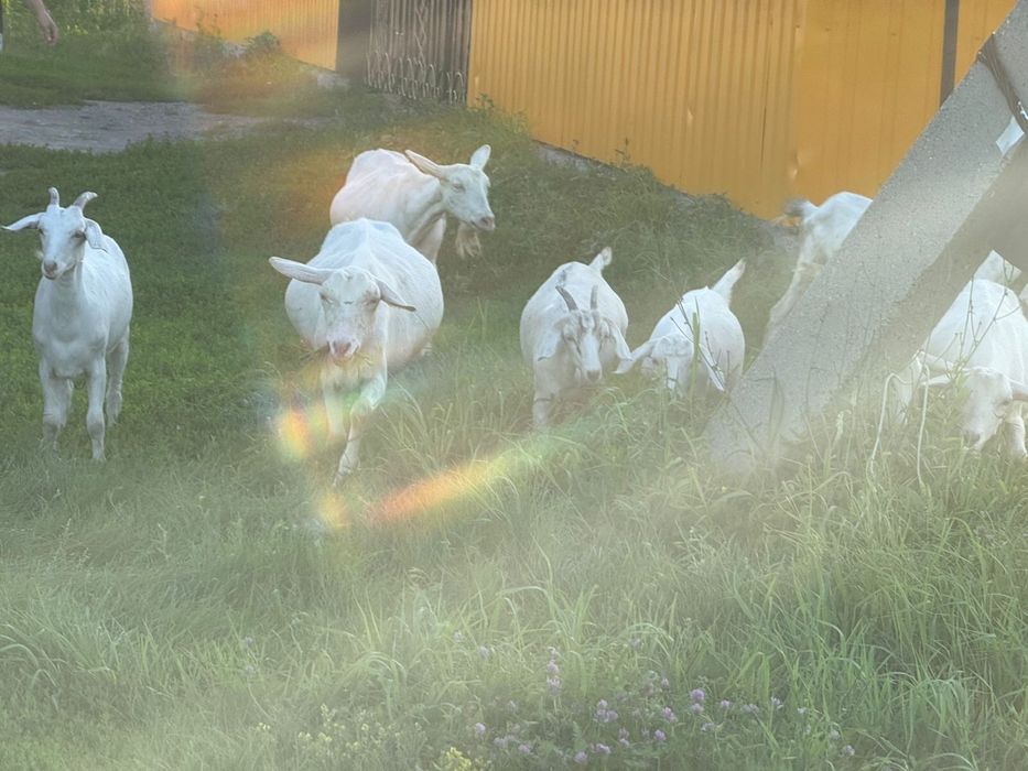 Козы молочной породы