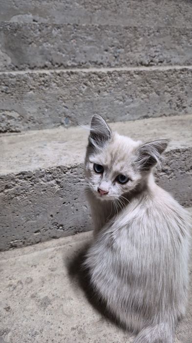 Отдам котят в хорошие руки