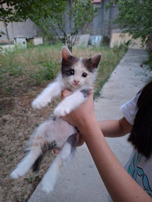 Котята ждут своих родителей!