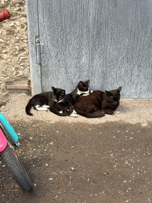 Котята в добрые руки