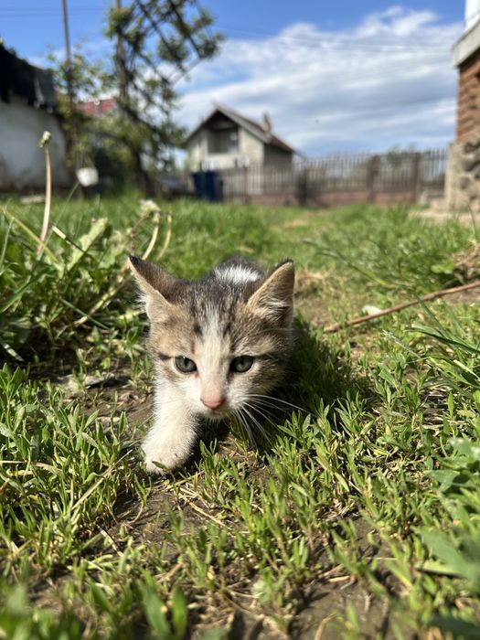 Donez pui de pisică 6 saptamani