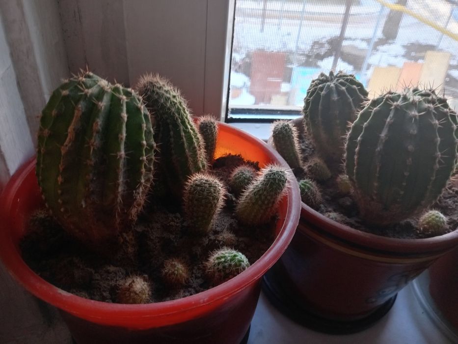 Кактусы цветы продажа или обмен