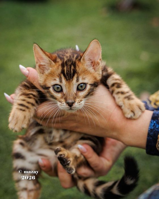 Бенгальские котята