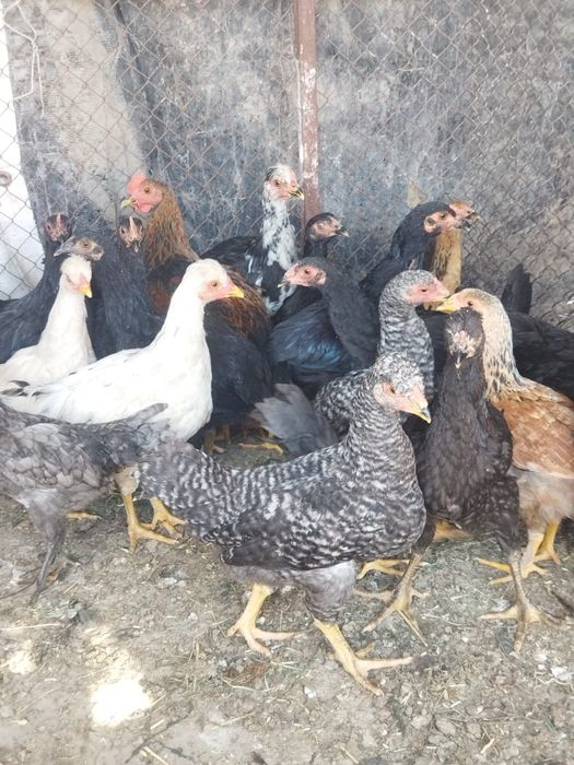 Продам куры домашние
