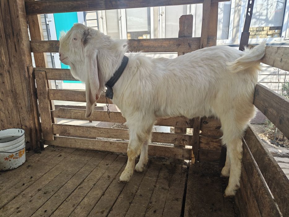 Козы камори и гулаби.