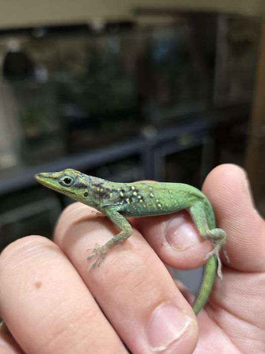 Anolis roquet macouba