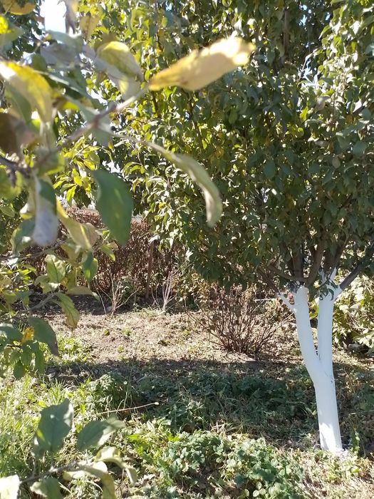 Продам дачу в городе