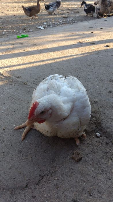 Vând pui albi ..